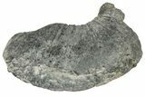 Fossil Whale Ear Bone - Miocene #177776-1